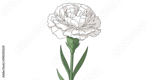 Minimalist white carnation flower drawing showcasing botanical simplicity and natural charm