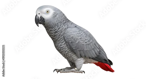 Fototapeta samoprzylepna African grey parrot PNG isolated on transparent background, beautiful bird with grey feathers and red tail, exotic pet for design use