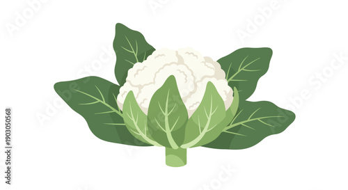 A vibrant vector illustration of a fresh white cauliflower head surrounded by lush green leaves perfect for promoting healthy eating organic produce