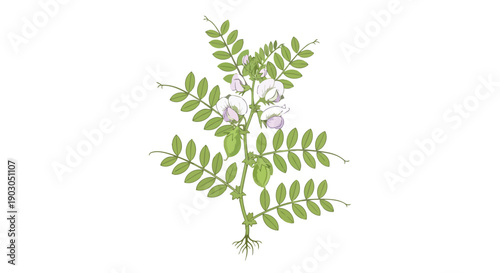 Detailed botanical illustration showcasing the life cycle of a healthy chickpea plant with vibrant green leaves delicate blossoms forming pods and