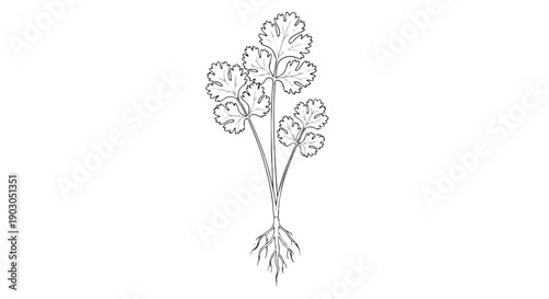 Detailed botanical line art of a full coriander plant with defined roots a fresh herb illustration for culinary, garden, and botanical studies