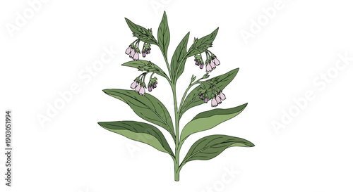Detailed botanical illustration of a flowering plant with bell-shaped purple blossoms