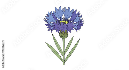 Vibrant blue cornflower illustration featuring delicate petals and green foliage standing gracefully on a pristine white background