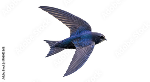 Quadro su tela Purple martin flying PNG isolated on transparent background, North American bird
