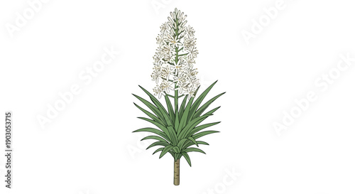 A detailed botanical illustration showcasing a majestic flowering plant with a towering white inflorescence and lush green sword-shaped leaves