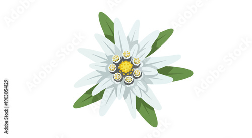 Pristine flat design edelweiss flower vector art with green foliage and delicate white bracts