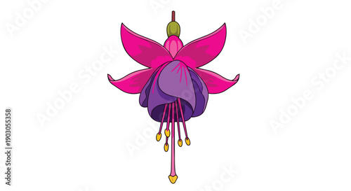 Vibrant fuchsia flower vector art illustrating bold pink sepals surrounding a rich purple corolla with elegant yellow stamens gracefully dangling, a