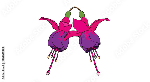 Symmetrical fuchsia flower illustration showcasing two vibrant pink and purple blossoms, perfect for botanical designs and graphic resource