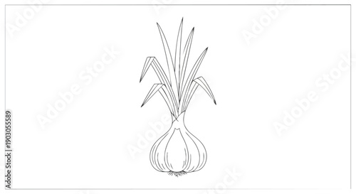 Simple line art illustration depicting a healthy garlic plant complete with a rounded bulb and several tall vibrant green shoots ready for culinary