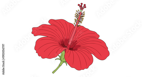 A vibrant red hibiscus bloom with delicate petals and prominent stamen elegantly illustrated on a pristine white background, ideal for any vivid