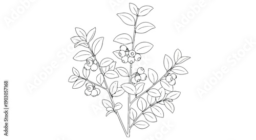 Organic botanical illustration of a berry bush with delicate foliage and nascent fruit