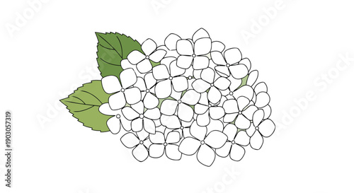 Delicate white hydrangea blooms with vibrant green leaves, a pristine floral illustration perfect for various design elements, showcasing natural