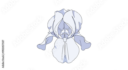 Stylized iris bloom illustration, a delicate botanical artwork featuring subtle blue-violet tones on pristine white. Elegant line art for serene