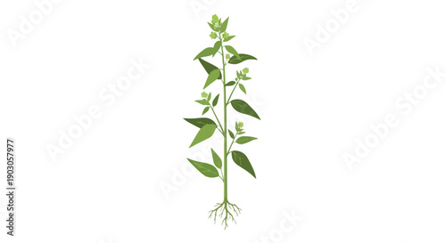 Illustrative depiction of a healthy vibrant green plant showcasing its complete botanical structure from delicate roots to budding foliage on a