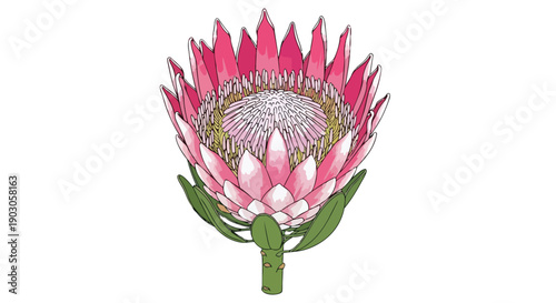 Vibrant pink protea flower illustration with unique layered petals and green stem on a pristine white background.