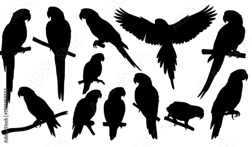 Amazon jungle parrot silhouette vector set realistic bird shapes on white