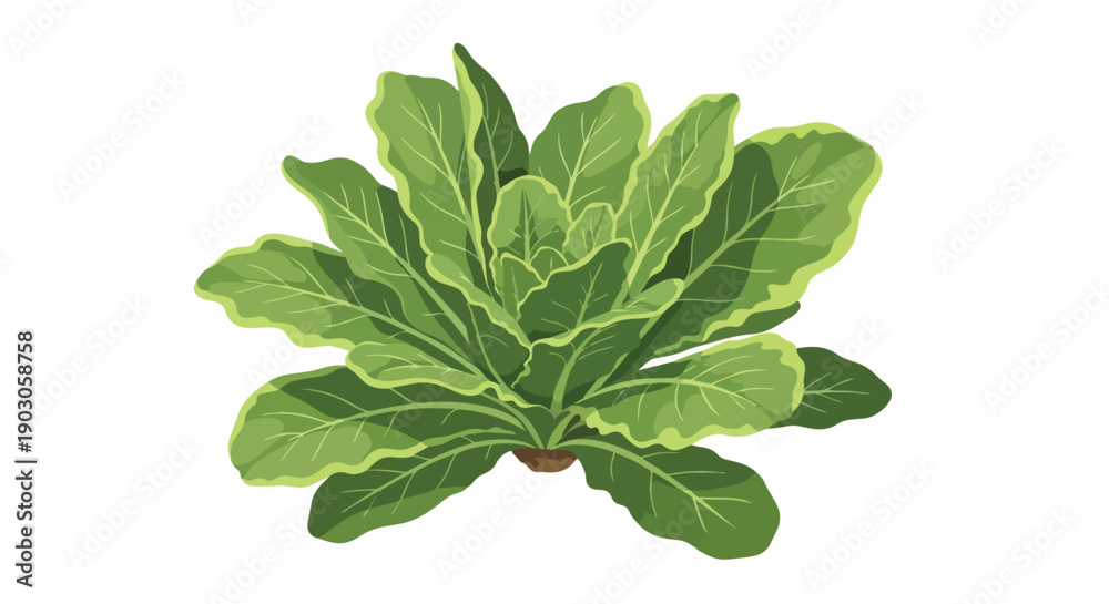 Fototapeta premium Vibrant green leafy vegetable illustration for healthy eating and organic lifestyle concepts