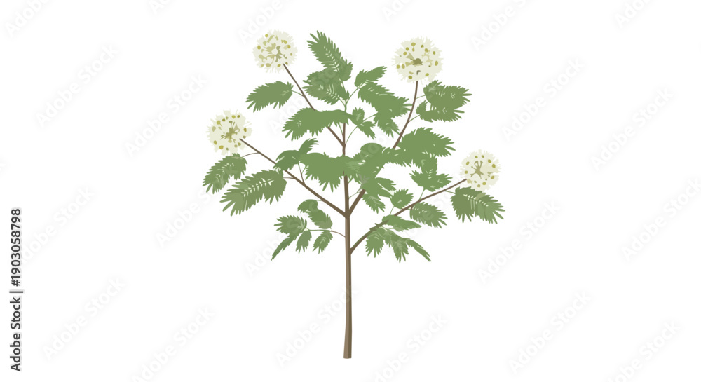Obraz premium Botanical artwork showcasing a green plant with delicate white spherical blooms. Clean illustration of nature's simple elegance against a pure white