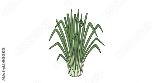 Vibrant green lemongrass stalks illustrating a fresh aromatic herb often used in culinary creations and traditional remedies botanical drawing of a