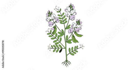 Botanical drawing of vetch with soft purple flowers lush green leaves developing pods and visible roots on white a perfect simple natural study piece
