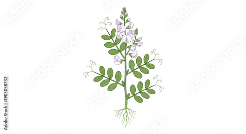 Elegant botanical drawing presenting a herbaceous plant featuring delicate light purple flowers, distinctive green leaves, coiling tendrils, and an