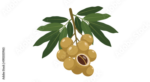 Longan fruit cluster with leaves, an opened fruit revealing its core. Tropical illustration.