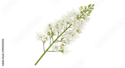Elegant botanical illustration of white flowers on a green stem, a clean and minimalist spring blossom design.