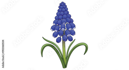 A beautiful vector illustration of a blue grape hyacinth flower, featuring its distinctive bell-shaped blooms and vibrant green leaves against a