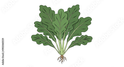 A vibrant, fresh illustration of a leafy green vegetable plant, meticulously detailed with broad, healthy leaves and an intricate root system