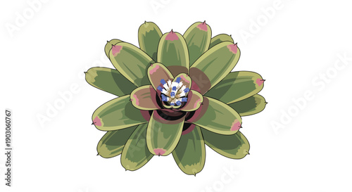 Botanical Vector Art of a Rosette Plant with Distinctive Leaf Patterns and Inflorescence