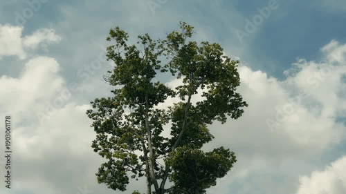A tropical tree towers against a cloudy blue sky, blown by a gentle breeze on a sunny summer day. Singapore nature. Mandai Boardwalk.