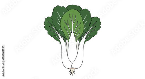 Clean stylized illustration of fresh green bok choy. A vibrant, healthy asian leafy vegetable perfect for culinary, organic food, or natural