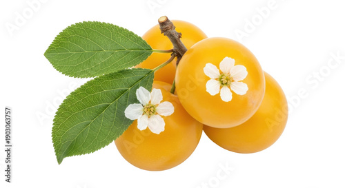 Photos Yellow plum fruits with flowers isolated PNG, fresh ripe mirabelle plums on tran