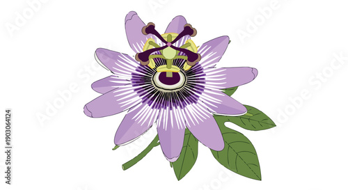 Vibrant purple passion flower illustration with intricate botanical details and green foliage