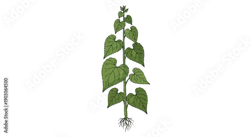 Simple botanical illustration of a leafy green plant with an exposed root system
