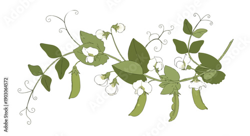 Elegant botanical illustration of a flourishing pea plant featuring vibrant green foliage, delicate white flowers, and developing pods, capturing