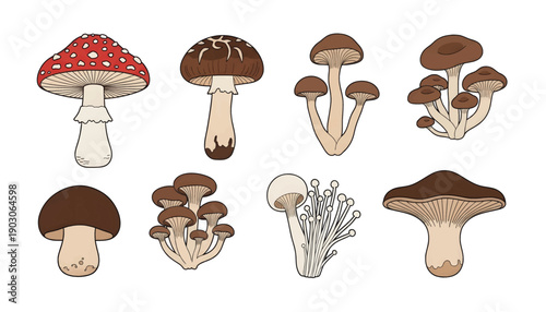 Various types of mushrooms illustration.