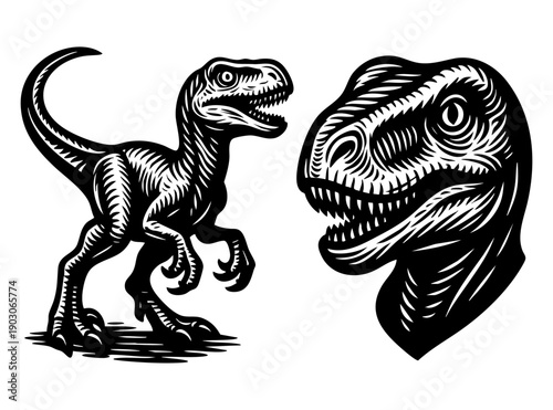 Velociraptor Dinosaur Woodcut Illustration with Full Body and Head Portrait in Black and White