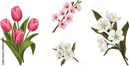 Spring flower vector collection with pink tulips and blossom branches, botanical floral illustrations, isolated on white background