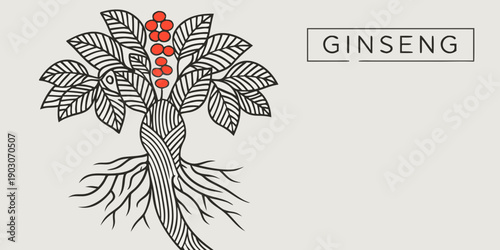 Illustration of ginseng plant with red berries and detailed root system