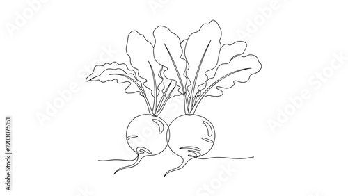 Continuous line drawing of two radishes with their large leafy greens on a plain white background in a minimalist style.