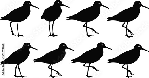 Black shorebird silhouettes set showing walking bird poses isolated on white background, minimalist wildlife illustration collection for nature design, logos, icons, and educational use