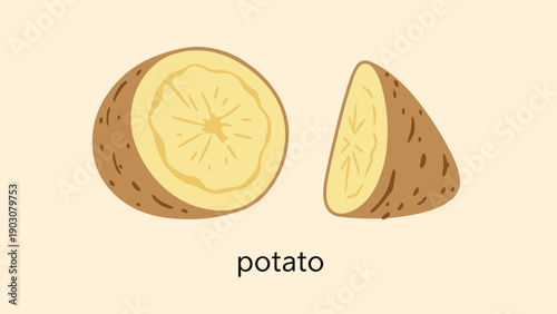 Two halves of a fresh raw potato with detailed texture on a light background for educational or culinary illustration.
