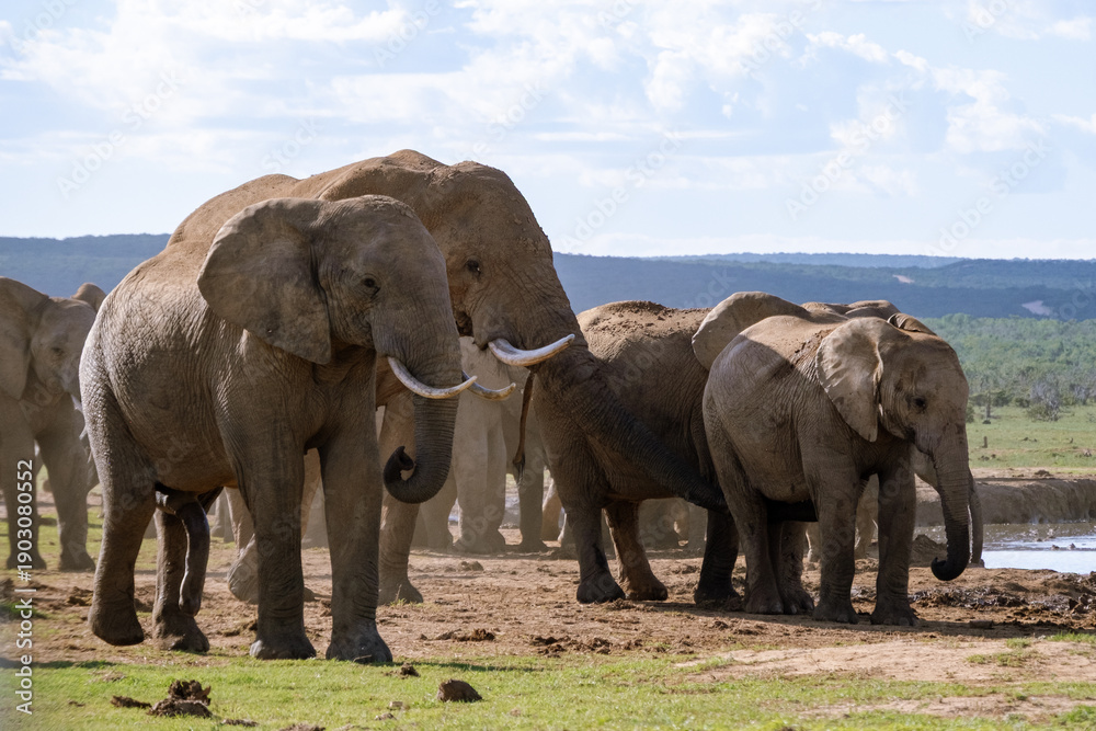 Obraz premium Majestic elephants gather near the waterhole in Addo Elephant Park, South Africa
