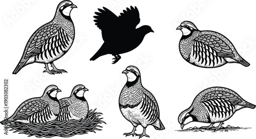 Vintage Partridge Bird Illustration Set, Quail Woodcut Engraving Vector, Wild Game Bird Sketches, Hunting Season Graphics, Retro Poultry Nature Design Elements,