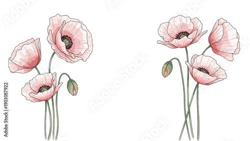Two beautiful bouquets of delicate pink poppy flowers with green stems and buds, illustrated in a gentle watercolor sketch style.