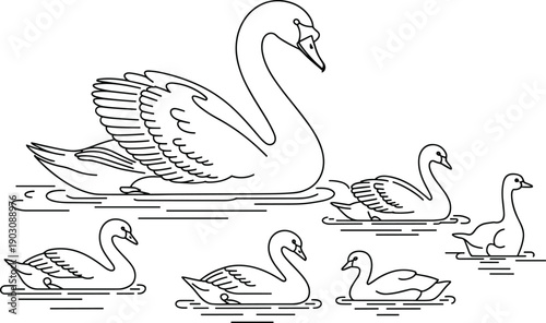 Swan family outline illustration, swans swimming on water, elegant bird line art wildlife vector drawing nature animal collection