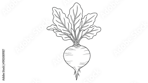 A detailed black and white botanical illustration of a whole beetroot with its large, veined leaves still attached at the top.