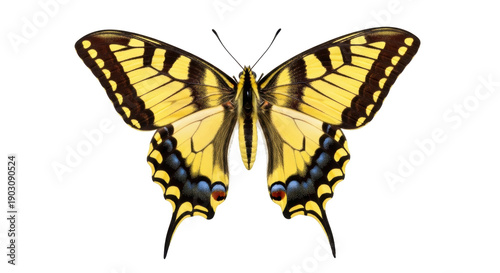 Fotografia Eastern tiger swallowtail butterfly PNG isolated on transparent background, yell