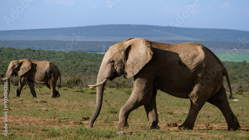 Majestic elephants roam freely in Addo Elephant Park, South Africas nature sanctuary